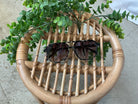 Freyrs Billie Sunglasses-Tortoise-Sunglasses-freyers-The Silo Boutique, Women's Fashion Boutique Located in Warren and Grand Forks North Dakota